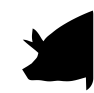 Porcinos