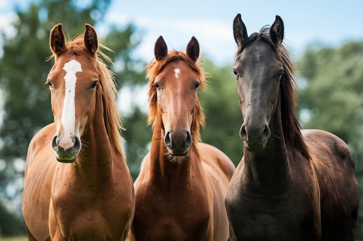 Equinos