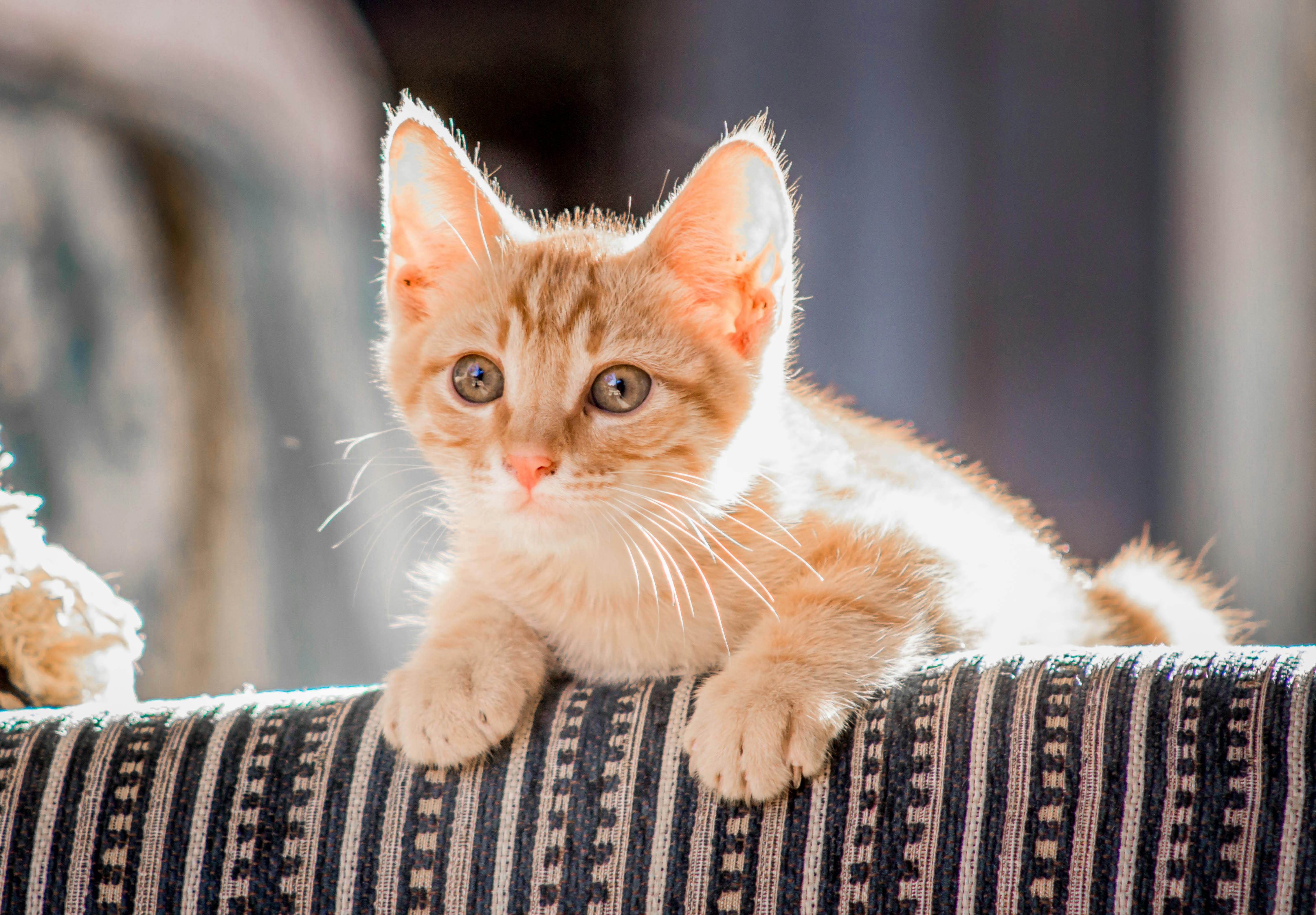 Felinos